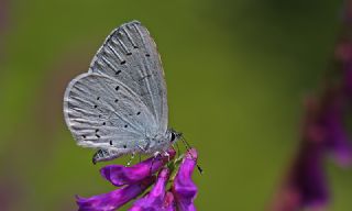 Kutsal Mavi (Celastrina argiolus)