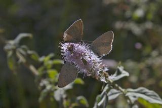 Kutsal Mavi (Celastrina argiolus)