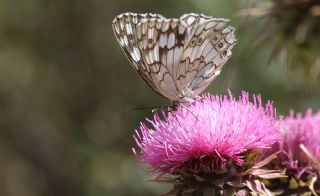 Anadolu Melikesi (Melanargia larissa)