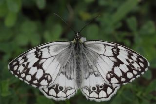 Anadolu Melikesi (Melanargia larissa)