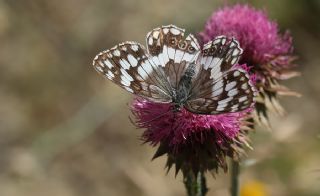 Anadolu Melikesi (Melanargia larissa)