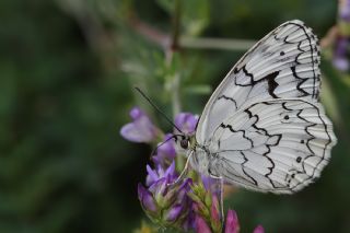 Anadolu Melikesi (Melanargia larissa)