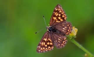 ncili Kelebek (Hamearis lucina)