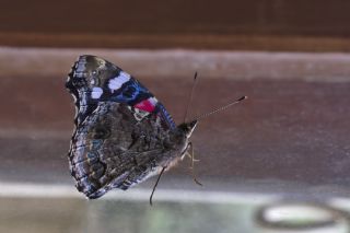 Atalanta (Vanessa atalanta)