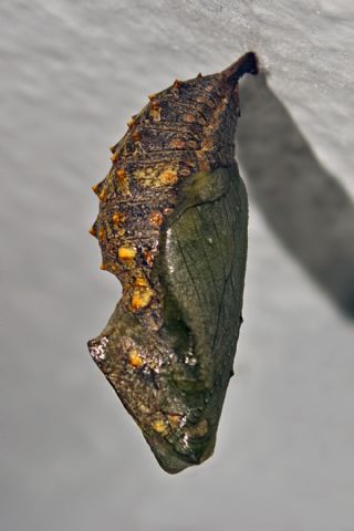 Atalanta (Vanessa atalanta)