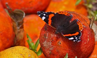 Atalanta (Vanessa atalanta)