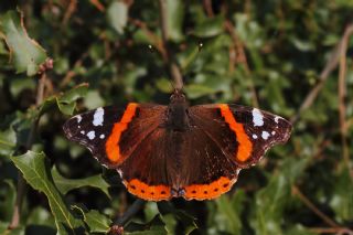 Atalanta (Vanessa atalanta)