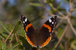 Atalanta (Vanessa atalanta)