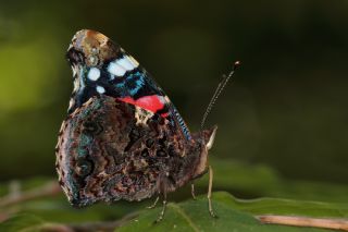 Atalanta (Vanessa atalanta)