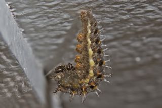 Atalanta (Vanessa atalanta)