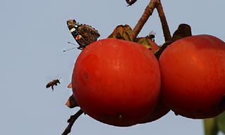 Atalanta&nbsp;(Vanessa&nbsp;atalanta)