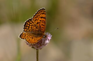 Benekli Byk parhan (Melitaea phoebe)