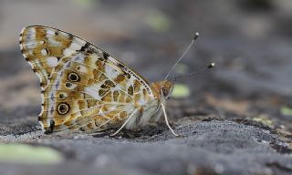 Diken Kelebe�i&nbsp;(Vanessa&nbsp;cardui)