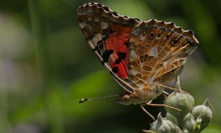 Diken Kelebei (Vanessa cardui)