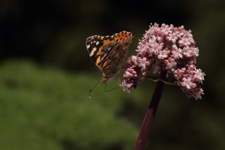 Diken Kelebei (Vanessa cardui)