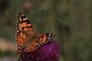 Diken Kelebei (Vanessa cardui)