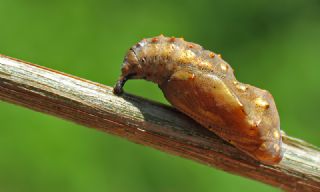 Diken Kelebei (Vanessa cardui)