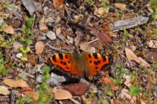 Karaaa Nimfalisi (Nymphalis polychloros)