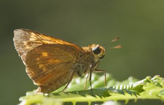 Orman Zpzp (Ochlodes sylvanus)