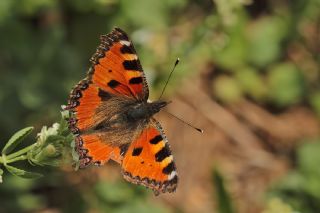 Aglais (Aglais urticae)