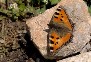 Aglais (Aglais urticae)