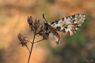 Orman Fistosu (Allancastria  cerisyi)