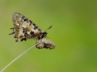 Orman Fistosu (Allancastria  cerisyi)