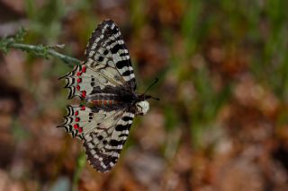 Orman Fistosu (Allancastria  cerisyi)