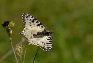 Orman Fistosu (Allancastria  cerisyi)