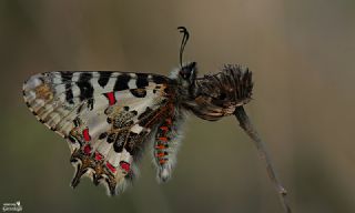 Orman Fistosu (Allancastria  cerisyi)
