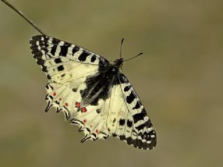 Orman Fistosu (Allancastria  cerisyi)