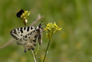 Orman Fistosu (Allancastria  cerisyi)