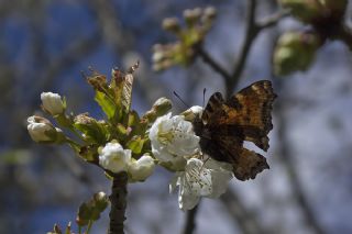 Karaaa Nimfalisi (Inachis polychloros)