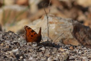 Sar Ayakl Nimfalis (Aglais xanthomelas)