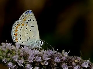 okgzl Meneke Mavisi (Polyommatus thersites)