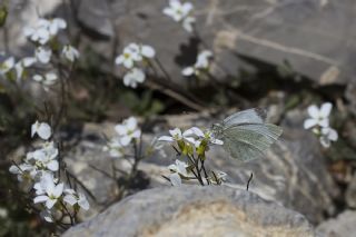 Da� Beyazmele�i&nbsp;(Pieris&nbsp;ergane)