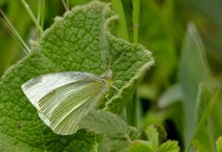 Da Beyazmelei (Pieris ergane)