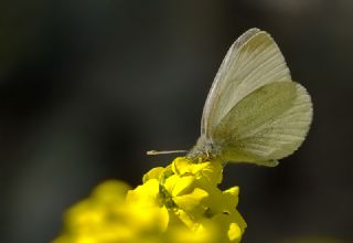 Da Beyazmelei (Pieris ergane)