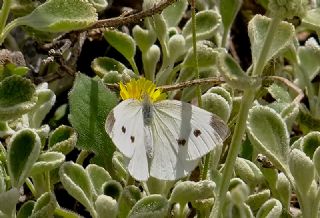 Da Beyazmelei (Pieris ergane)