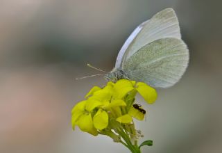 Da Beyazmelei (Pieris ergane)