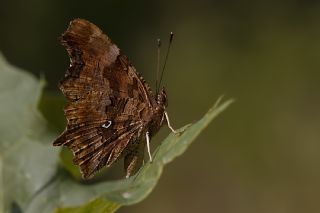 Yrtk Prtk (Inachis c-album)