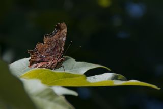 Yrtk Prtk (Polygonia c-album)