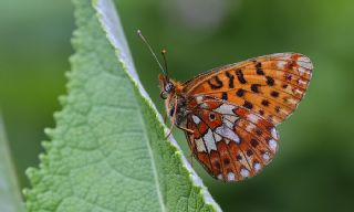 Beyaz �nci&nbsp;(Clossiana&nbsp;euphrosyne)