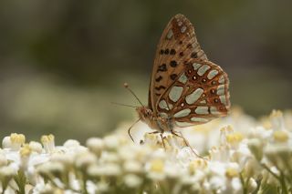 spanyol Kraliesi (Issoria lathonia)