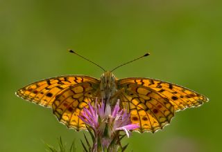 Niyobe (Fabriciana niobe)