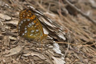 Byk nci (Fabriciana adippe)