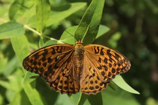 Cengaver (Argynnis paphia)