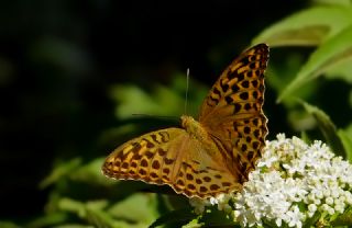 Cengaver (Argynnis paphia)