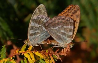 Cengaver (Argynnis paphia)