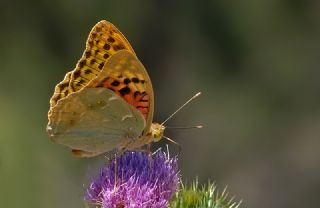 Bahadr (Argynnis pandora)